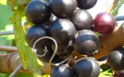 Lane Muscadine Grape Vine (Self Fertile) - 1 Gallon Pot -Wilson Bros Garden 10133 lane muscadine