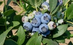 Biloxi Southern Highbush Blueberry - 6 Pack Of 1 Gallon Pots 9 Biloxi Southern Highbush Blueberry - 6 Pack Of 1 Gallon Pots -Wilson Bros Garden 10151 biloxi blueberry 1