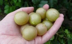 Summit Muscadine - 1 Gallon Pot -Wilson Bros Garden 10470 summit muscadine 1