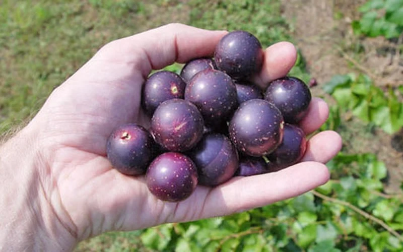 Nesbitt Muscadine Grape Vine - 1 Gallon Pot 6 Nesbitt Muscadine Grape Vine - 1 Gallon Pot - Image 4