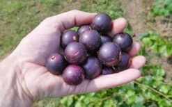 Nesbitt Muscadine Grape Vine - 1 Gallon Pot 9 Nesbitt Muscadine Grape Vine - 1 Gallon Pot -Wilson Bros Garden 10547 nesbitt muscadine