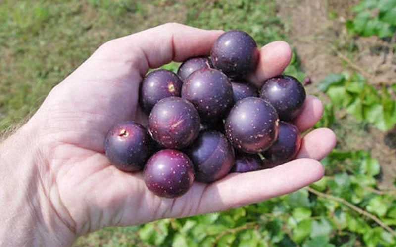 Nesbitt Muscadine Grape Vine - 1 Gallon Pot 6 Nesbitt Muscadine Grape Vine - 1 Gallon Pot - Image 4