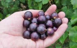 Noble Muscadine Grape Vine (Self Fertile) - 1 Gallon Pot 9 Noble Muscadine Grape Vine (Self Fertile) - 1 Gallon Pot -Wilson Bros Garden 10548 noble muscadine 1