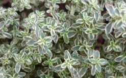 Silver Lemon Thyme - Thymus - 3 Pack Of Quart Pots -Wilson Bros Garden 13143 silver lemon thyme