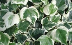 Variegated Algerian Ivy(Hedera Algeriensis 'Gloire De Marengo') - 6 Pack Of Pint Pots -Wilson Bros Garden 3554 ravensholst ivy
