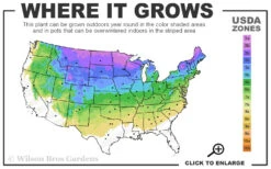 Bloomerang Dwarf Pink Lilac - 5 Pack Of Quart Pots -Wilson Bros Garden 3a 8a 21