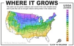 American Wild Plum Tree (Prunus Americana) - 3 Gallon Pot 12 American Wild Plum Tree (Prunus Americana) - 3 Gallon Pot -Wilson Bros Garden 3a 8b 15