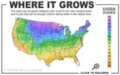 Catlins Giant Ajuga - Bugleweed - 1 Gallon Pot -Wilson Bros Garden 3a 9b 26