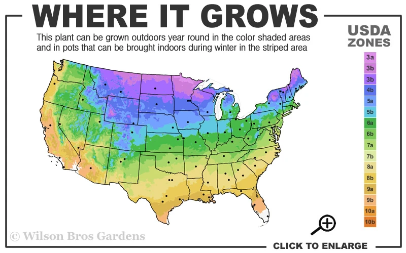 Autumn Brilliance Serviceberry Tree - 3 Gallon Pot 5 Autumn Brilliance Serviceberry Tree - 3 Gallon Pot - Image 3