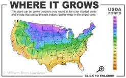 Pink Flamingo Clematis - 1 Gallon Pot -Wilson Bros Garden 3b 9b 1