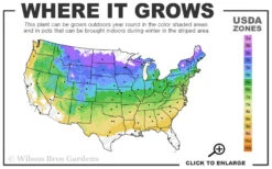 Shadblow Serviceberry Tree (Amelanchier Canadensis) - 3 Gallon Pot 13 Shadblow Serviceberry Tree (Amelanchier Canadensis) - 3 Gallon Pot -Wilson Bros Garden 4A 8B 32