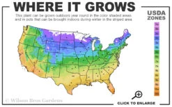 Purpurea Plena Elegans Clematis - 1 Gallon Pot 12 Purpurea Plena Elegans Clematis - 1 Gallon Pot -Wilson Bros Garden 4a 11 8