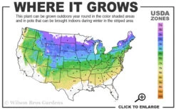 Bloomerang Dark Purple Lilac - 5 Pack Of Quart Pots -Wilson Bros Garden 4a 8a 2