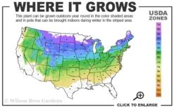 Northern Highbush Blueberry (Vaccinum Corymbosum) - 1 Gallon Pot -Wilson Bros Garden 4a 8a 7