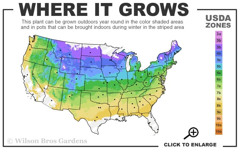 Sunjoy Gold Pillar Barberry - 2 Gallon Pot 5 Sunjoy Gold Pillar Barberry - 2 Gallon Pot - Image 3