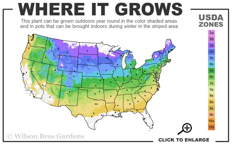 Irish Moss (Sagina Subulata) - 5 Pack Of Quart Pots 5 Irish Moss (Sagina Subulata) - 5 Pack Of Quart Pots - Image 3