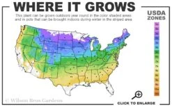 Blue Star Juniper - 6-Pack Of 1 Gallon Pots 9 Blue Star Juniper - 6-Pack Of 1 Gallon Pots -Wilson Bros Garden 4a 8b 47