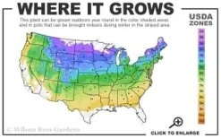 Cardinal Wyszynski Clematis - 1 Gallon Pot -Wilson Bros Garden 4a 8b thumbnail 5