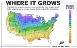 Pachysandra - Japanese Spurge - 18 Count Flat Of Pint Pots -Wilson Bros Garden 4a 9a 5