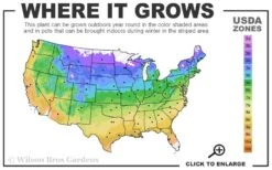 American Hazelnut (Filbert) - 1 Gallon Pot 13 American Hazelnut (Filbert) - 1 Gallon Pot -Wilson Bros Garden 4a 9b 27