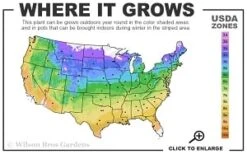 Elsa Spath Clematis - 1 Gallon Pot -Wilson Bros Garden 4a 9b thumbnail 3