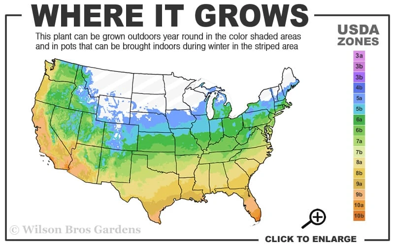 Chicago Cold Hardy Fig Tree - 1 Gallon Pot 5 Chicago Cold Hardy Fig Tree - 1 Gallon Pot - Image 3