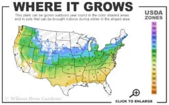 Pixie Dwarf Red Japanese Maple - 5 Gallon Pot 10 Pixie Dwarf Red Japanese Maple - 5 Gallon Pot -Wilson Bros Garden 5a 8b 44