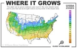 Orange Flame Japanese Maple - 1 Gallon Pot 10 Orange Flame Japanese Maple - 1 Gallon Pot -Wilson Bros Garden 5a 8b 51