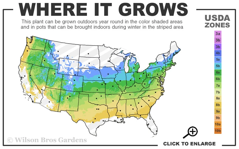 Japanese SunriseJapanese Maple - 3 Gallon Pot 5 Japanese SunriseJapanese Maple - 3 Gallon Pot - Image 3