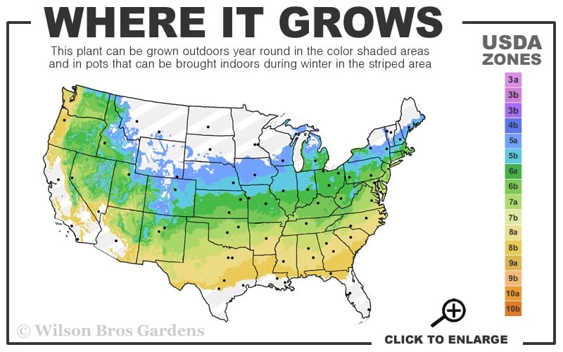 Pixie Dwarf Red Japanese Maple - 5 Gallon Pot 5 Pixie Dwarf Red Japanese Maple - 5 Gallon Pot - Image 3