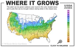 Ribbon Leaf Japanese Maple (Acer Palmatum 'Atrolineare') - 3 Gallon Pot (3-4') 13 Ribbon Leaf Japanese Maple (Acer Palmatum 'Atrolineare') - 3 Gallon Pot (3-4') -Wilson Bros Garden 5a 9A 99