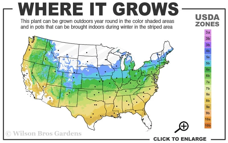 Viridis Dwarf Green Japanese Maple - 1 Gallon Pot 5 Viridis Dwarf Green Japanese Maple - 1 Gallon Pot - Image 3