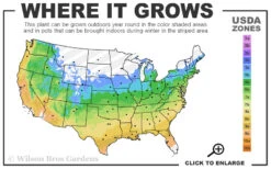 Zuzu Flowering Cherry (Prunus Incisa 'Rinpo') - 3 Gallon Pot 12 Zuzu Flowering Cherry (Prunus Incisa 'Rinpo') - 3 Gallon Pot -Wilson Bros Garden 5a 9b 11