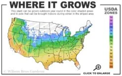 Shaina Dwarf Red Japanese Maple - 2 Gallon Pot 10 Shaina Dwarf Red Japanese Maple - 2 Gallon Pot -Wilson Bros Garden 5a 9b 211