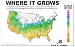 Royal Purple Liriope - Lilyturf - 6 Pack Of Pint Pots 10 Royal Purple Liriope - Lilyturf - 6 Pack Of Pint Pots -Wilson Bros Garden 5b 11 27