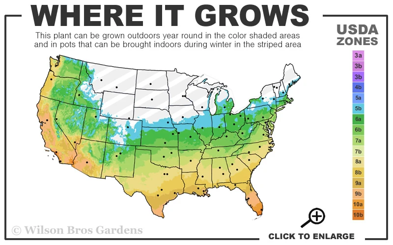 Royal Purple Liriope - Lilyturf - 6 Pack Of Pint Pots 5 Royal Purple Liriope - Lilyturf - 6 Pack Of Pint Pots - Image 3
