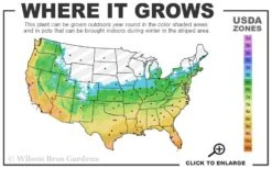 Big Blue Liriope - 6 Pack Of Pint Pots -Wilson Bros Garden 5b 11 7