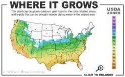 Little Sango' Dwarf Coral Bark Japanese Maple - 5 Gallon Pot 12 Little Sango' Dwarf Coral Bark Japanese Maple - 5 Gallon Pot -Wilson Bros Garden 5b 9b 10