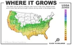 Austin Pomegranate - 3 Gallon Pot 9 Austin Pomegranate - 3 Gallon Pot -Wilson Bros Garden 6A 11 11