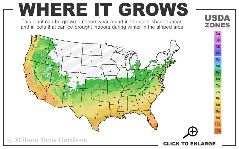Salavatski Cold Hardy Russian Pomegranate - 3 Gallon Pot 5 Salavatski Cold Hardy Russian Pomegranate - 3 Gallon Pot - Image 3