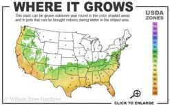 Russian 26 Cold Hardy Pomegranate - 6 Pack Of 1 Gallon Pots -Wilson Bros Garden 6B 11