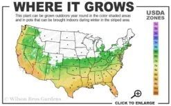 Blush Pink Nandina - 6 Pack Of 1 Gallon Pots 12 Blush Pink Nandina - 6 Pack Of 1 Gallon Pots -Wilson Bros Garden 6a 10a 2