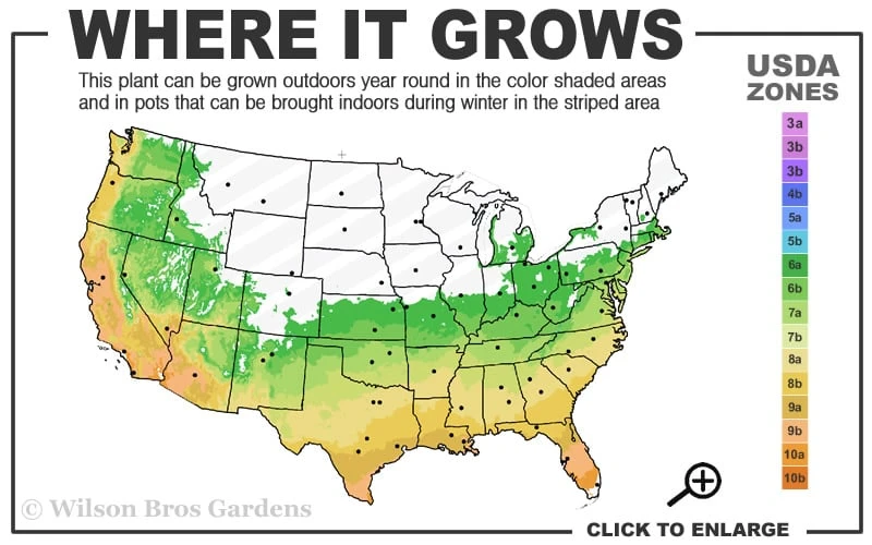 Blush Pink Nandina - 6 Pack Of 1 Gallon Pots 5 Blush Pink Nandina - 6 Pack Of 1 Gallon Pots - Image 3