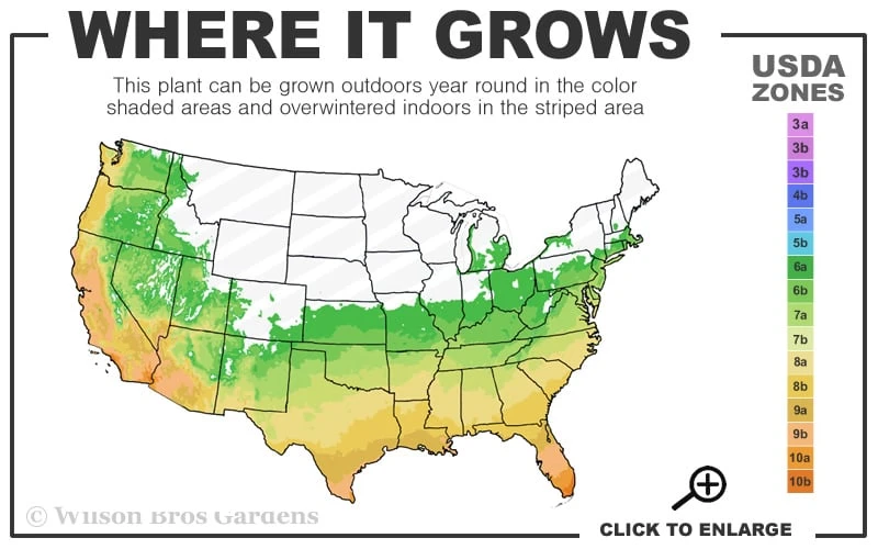 Sunshine Ligustrum - 1 Gallon Pot 5 Sunshine Ligustrum - 1 Gallon Pot - Image 3