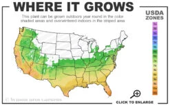 Sunshine Ligustrum - 7 Gallon Pot 13 Sunshine Ligustrum - 7 Gallon Pot -Wilson Bros Garden 6a 10b 9