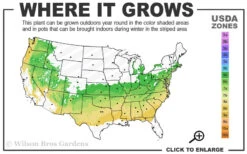 Mediterranian White Winter Heath (Erica Darleyensis) - 1 Gallon Pot -Wilson Bros Garden 6a 8b