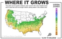 Titan Blueberry - 7 Gallon Pot -Wilson Bros Garden 6a 9a 1