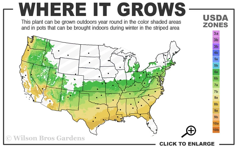 Orion Dwarf Red Japanese Maple - 1 Gallon Pot 5 Orion Dwarf Red Japanese Maple - 1 Gallon Pot - Image 3