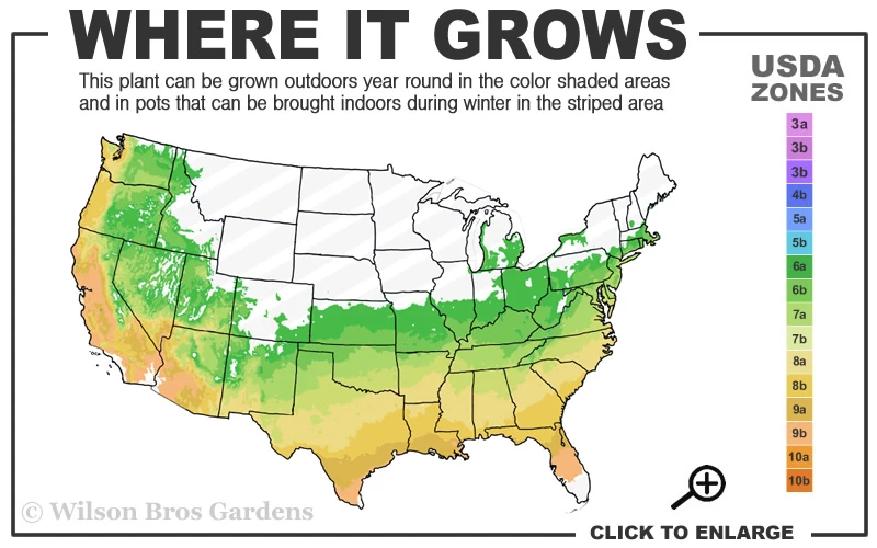 Golden Dragon Plum Yew (Cephalotaxus Harringtonia) - 3 Gallon Pot - SALE 5 Golden Dragon Plum Yew (Cephalotaxus Harringtonia) - 3 Gallon Pot - SALE - Image 3