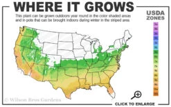 Golden Oakland Holly - 1 Gallon Pot -Wilson Bros Garden 6a 9b 54